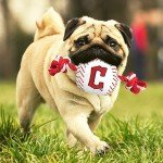 Pets First MLB Cleveland Guardians Nylon Baseball Toy with Tug Ropes for Dogs & Cats. Tough Nylon, Sporty Baseball Design, Heavy-Duty Ropes with Inner Squeaker