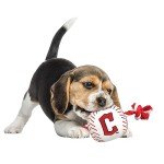 Pets First MLB Cleveland Guardians Nylon Baseball Toy with Tug Ropes for Dogs & Cats. Tough Nylon, Sporty Baseball Design, Heavy-Duty Ropes with Inner Squeaker
