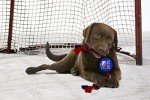 Pets First NHL New York Rangers Puck Toy for Dogs & Cats. Play Hockey with Your Pet with This Licensed Dog Tough Toy Reward!