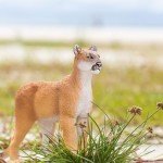 Safari Ltd. Florida Panther Figurine - Realistic 9" Model Figure - Fun Educational Wildlife Toy for Boys, Girls &Kids Ages 3+