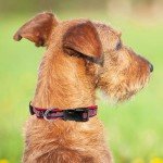 MLB Cleveland Guardians Licensed PET Collar, Large - Heavy-Duty, Strong, and Durable Dog Collar. Available in 30 Baseball Teams and 4 Sizes