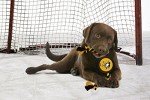 Pets First NHL Pittsburgh Penguins Puck Toy for Dogs & Cats. Play Hockey with Your Pet with This Licensed Dog Tough Toy Reward!