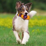 Pets First MLB Cleveland Guardians Stadium Beer Bottle Plush Dog Toy-Cutest Plush Toy for DOGS & CATS with Inner SQUEAKER & Premium Embroidery of Baseball Team Name & Logo