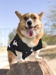 Official MLB Miami Marlins Pet Jersey for Dogs & Cats, Size X-Large - Stylish Baseball Jersey for Your Furry Fan- Show Off Team Spirit with The Perfect Fan Apparel Gear for Pet, Dog & Cat