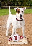 MLB BOSTON RED SOX Baseball Rope Toy for DOGS & CATS. Tough nylon, Sporty Baseball Design, Heavy-duty ropes with Inner SQUEAKER