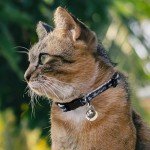 MLB CAT COLLAR. - LOS ANGELES DODGERS CAT COLLAR. - Strong & Adjustable BASEBALL Cat Collars with Metal Jingle Bell