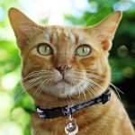 MLB CAT COLLAR. - LOS ANGELES DODGERS CAT COLLAR. - Strong & Adjustable BASEBALL Cat Collars with Metal Jingle Bell