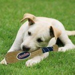 MLB Cleveland Guardians Baseball Bat Toy for DOGS & CATS. Soft Corduroy Plush Dog Toy with Inner SQUEAKER, MLB Chew Toys for Dogs or Cats. Durable Fun Interactive Dog Toy with Team Names and Logo