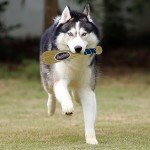 MLB Cleveland Guardians Baseball Bat Toy for DOGS & CATS. Soft Corduroy Plush Dog Toy with Inner SQUEAKER, MLB Chew Toys for Dogs or Cats. Durable Fun Interactive Dog Toy with Team Names and Logo