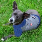 MLB PET APPAREL. - Licensed BASEBALL JERSEYS, T-SHIRTS, DUGOUT JACKETS, CAMO JERSEYS, HOODIE TEE's & PINK JERSEYS for DOGS & CATS, Chicago Cubs, Medium Shirt for Pets