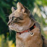 MLB CAT COLLAR. - BALTIMORE ORIOLES CAT COLLAR. - Strong & Adjustable BASEBALL Cat Collars with Metal Jingle Bell