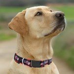MLB PET Collar Cleveland Guardians Dog Collar, Large. Baseball Team Collar for Dogs & Cats. A Shiny & Colorful Dog & Cat Collar Licensed by The MLB