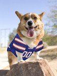 Pets First Buffalo Bills Dog Jersey, X-Large, Buffalo Bills Colors, Poly-mesh and Satin, Pull On, NFL Jerseys, Unisex, Breathable, for All Breed Sizes