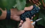 Globerati Sangiovese Red Wine - 750 mL