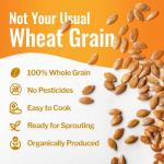 Organic Hard White Wheat Berries - 43 lbs Bulk