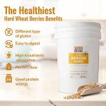 Organic Khorasan Wheat Berries - 43 lbs Bag