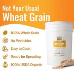 Organic Khorasan Wheat Berries - 43 lbs Bag