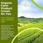 Organic Steel Cut Oats - 42 lbs Bucket