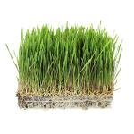 Bulk Non-GMO Organic Whole Wheat Kernels - 35 Lbs