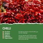 Pronto Seed Grow Your Own Chilli Plant Kit with 5 Seeds Varieties - Indoor Growing Set with Sustainable Packaging Display - Gift for Women, Men - Beginner-Friendly (Chilli Kit)
