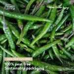 Pronto Seed Grow Your Own Chilli Plant Kit with 5 Seeds Varieties - Indoor Growing Set with Sustainable Packaging Display - Gift for Women, Men - Beginner-Friendly (Chilli Kit)