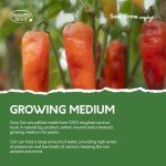 Pronto Seed Grow Your Own Chilli Plant Kit with 5 Seeds Varieties - Indoor Growing Set with Sustainable Packaging Display - Gift for Women, Men - Beginner-Friendly (Chilli Kit)