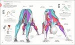 Master Yoga: Anatomy and Physiology Essentials