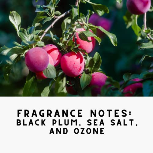 Noir Luxe Upholstery Deodorizer Bundle for Homes