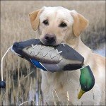 Duck Bumper Toys for Hunting Retriever Training