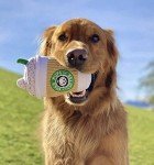 Squeaky Latte Dog Toy - Chew Resistant Fun
