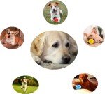 Sunglow 2-Pack Nontoxic Dog Toy Balls