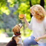 Squeaky Hamburger Dog Chew Toy - Bite-Resistant