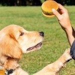 Squeaky Hamburger Dog Chew Toy - Bite-Resistant