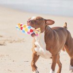 2-Pack Interactive Chew Toys for Puppies