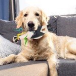 Squeaky Rubber Dog Bite Toy for Chewing