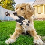 Squeaky Rubber Dog Bite Toy for Chewing