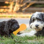 Puppy Tugging Toys for Small Dog Behavior