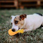Puppy Tugging Toys for Small Dog Behavior