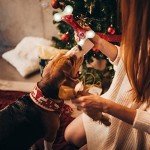 Indestructible Dog Toys for Aggressive Chewers