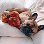 Snuggle Puppy Heartbeat Toy for Dog Anxiety Relief
