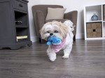Gator Dog Toy in Blue - Perfect Playmate!