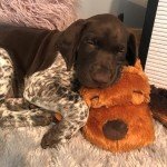 Snuggle Puppy Heartbeat Toy for Dog Anxiety Relief