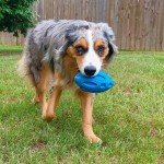 Interactive Chew Toys for Small Aggressive Puppies