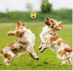 Indestructible Squeaky Chew Toys for Aggressive Dogs
