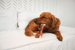 Nylabone Durable Femur Bone Power Chew Toy