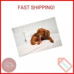 Durable Nylabone Femur Chew Toy for Dogs