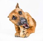 Durable Nylon BarkBone Dog Toy for Chewers