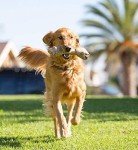 Durable Nylon BarkBone Dog Toy for Chewers