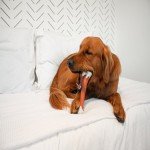 Durable Nylabone Femur Power Chew Dog Toy