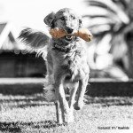 Durable Nylon BarkBone for Aggressive Chewers